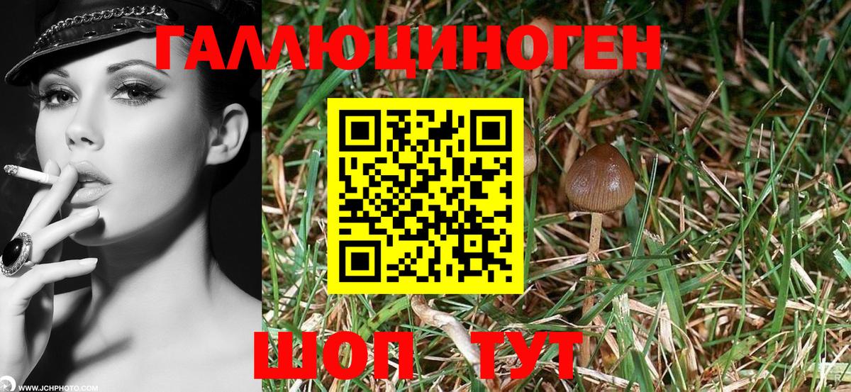 Галлюциногенные грибы Psilocybe  Вход с VPN  Камень-на-Оби  Галлюциногенные грибы мицелий 